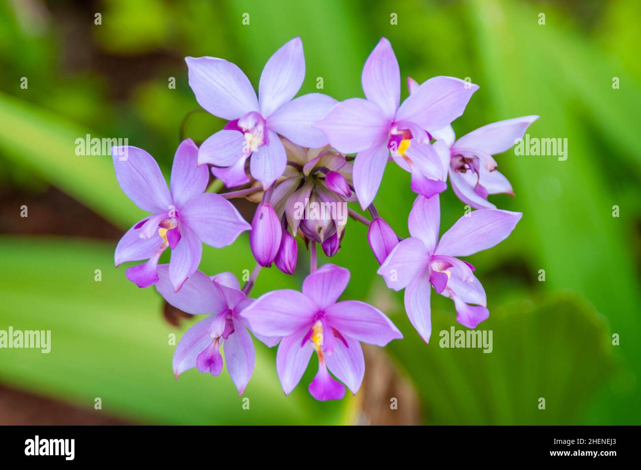 Orquídea filipina de tierra fotografías e imágenes de alta resolución -  Alamy