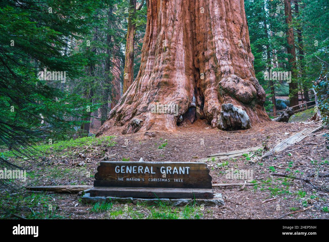 árboles gigantes en el parque nacional de las secuoyas, california, estados unidos. Foto de stock