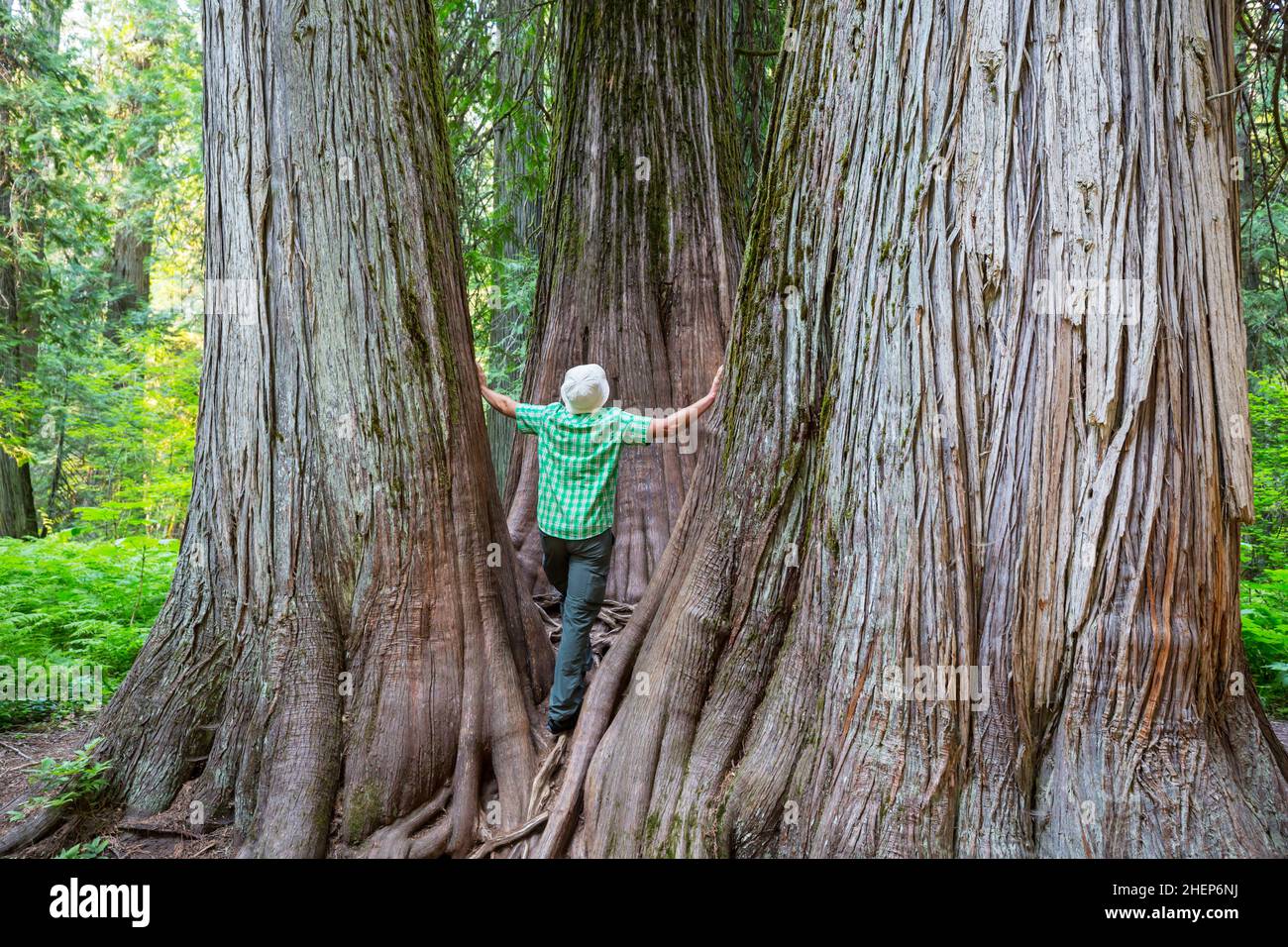 Hombres en un hermoso bosque de secoias gigantes en California, Estados Unidos Foto de stock