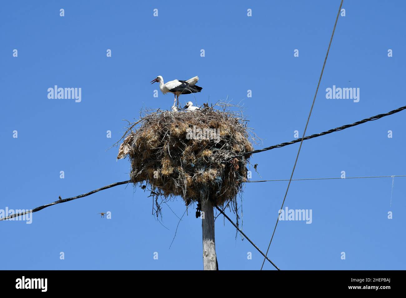 Grecia, la cigüeña anida con las aves jóvenes en el poste de la energía de madera Foto de stock