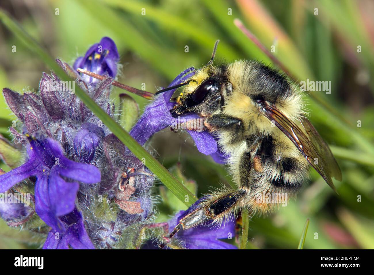 Abeja cardadora de knapweed, abeja cardadora de enjambre (Bombus sylvarum), néctar de succión en bugleweed, Ajuga, Alemania Foto de stock
