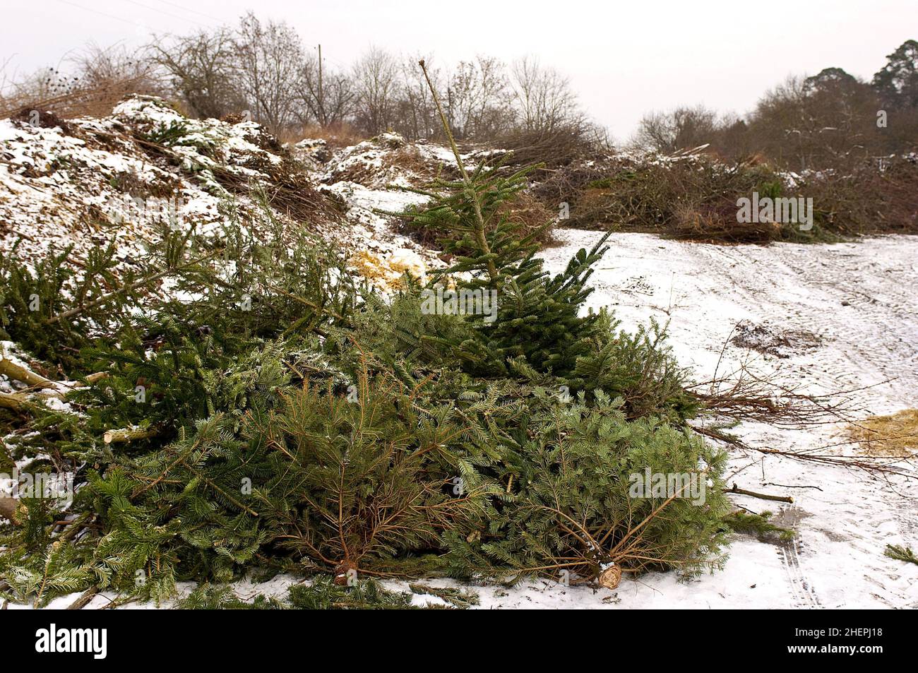 Abeto rojo (Picea rubens), árboles de Navidad entre los residuos compostables , Alemania Foto de stock