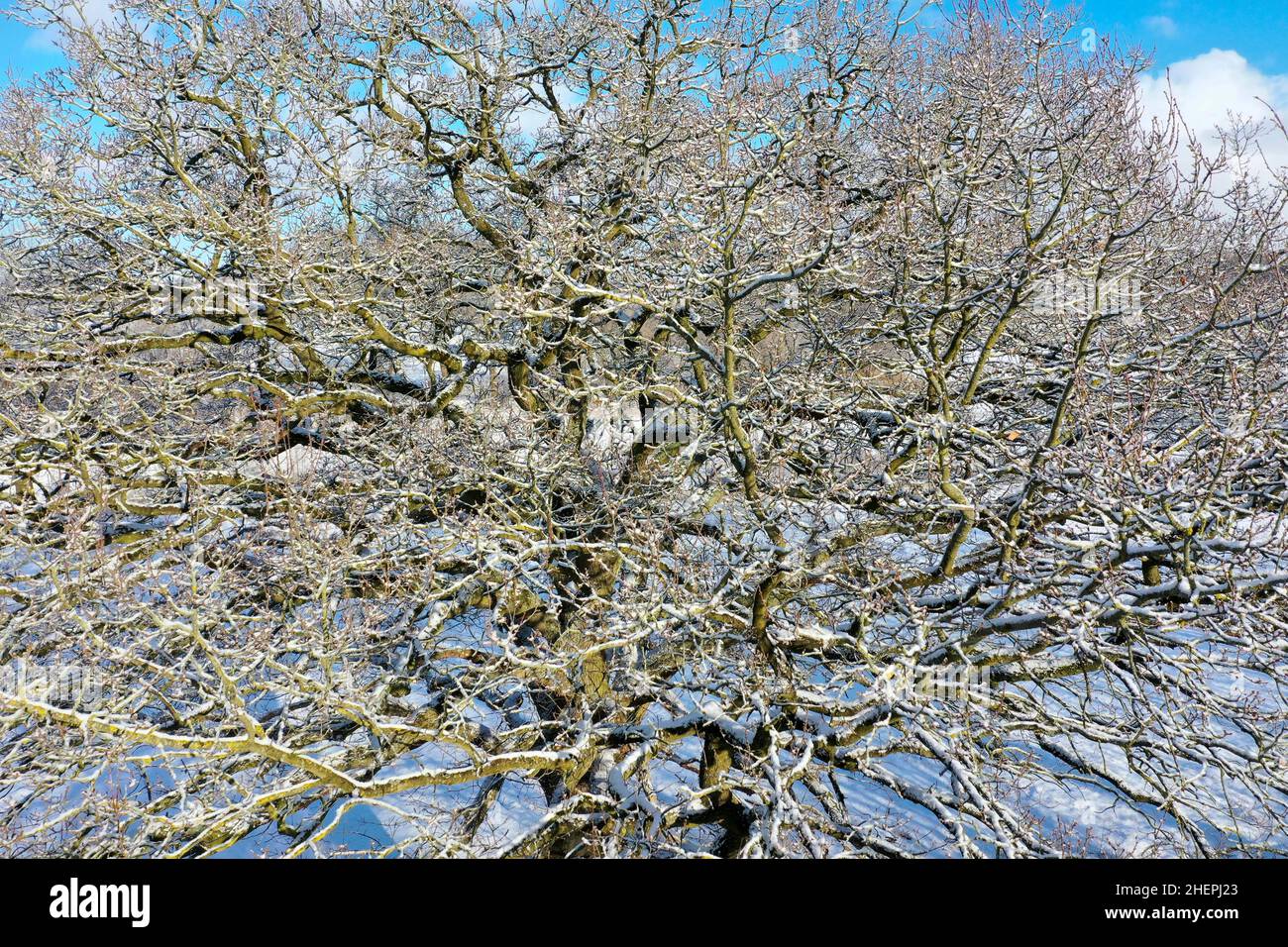 roble (Quercus spec.), foto de drone desde arriba de un roble sin hojas, Alemania, Schleswig-Holstein Foto de stock
