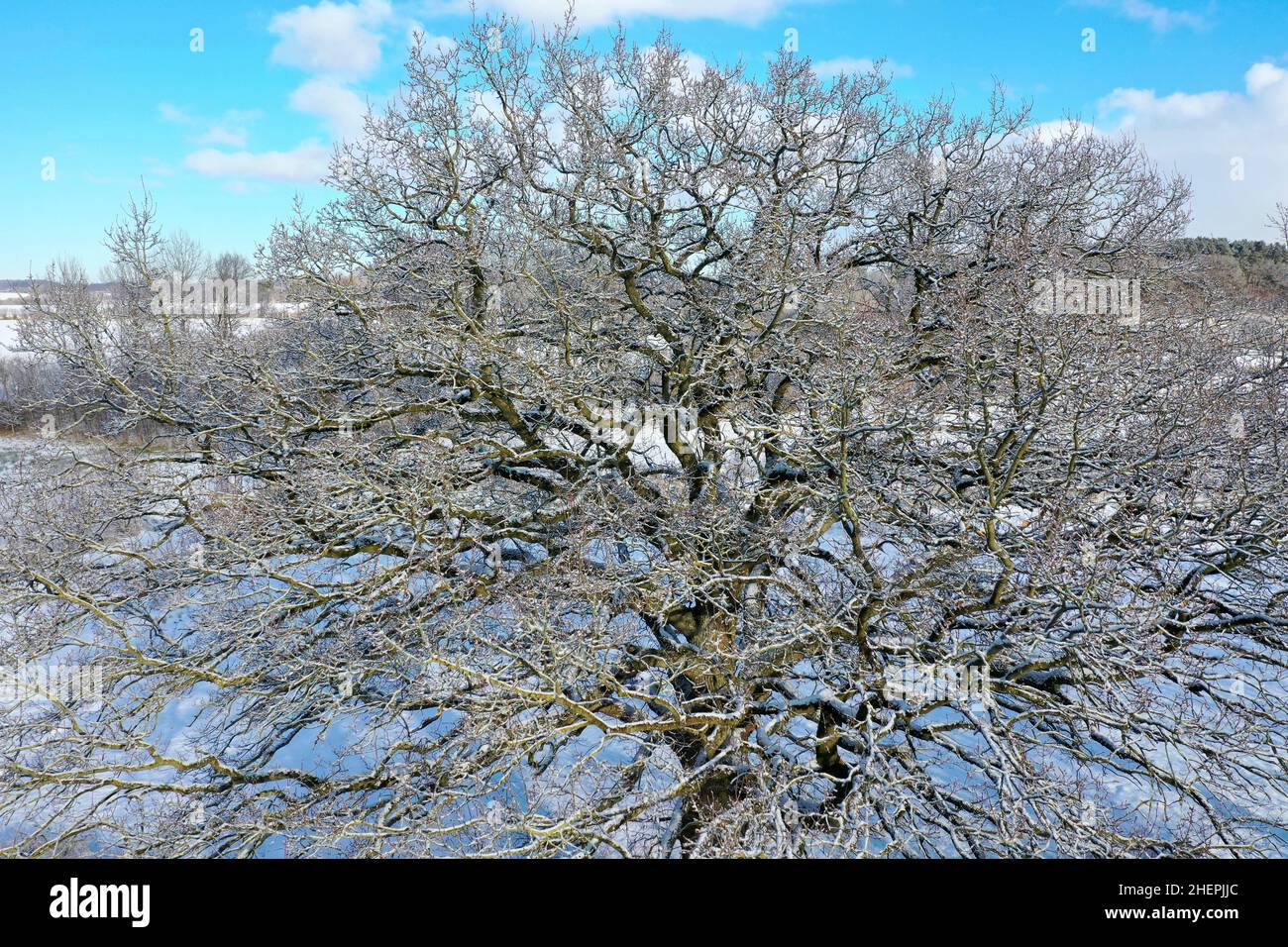 roble (Quercus spec.), foto de drone desde arriba de un roble sin hojas, Alemania, Schleswig-Holstein Foto de stock