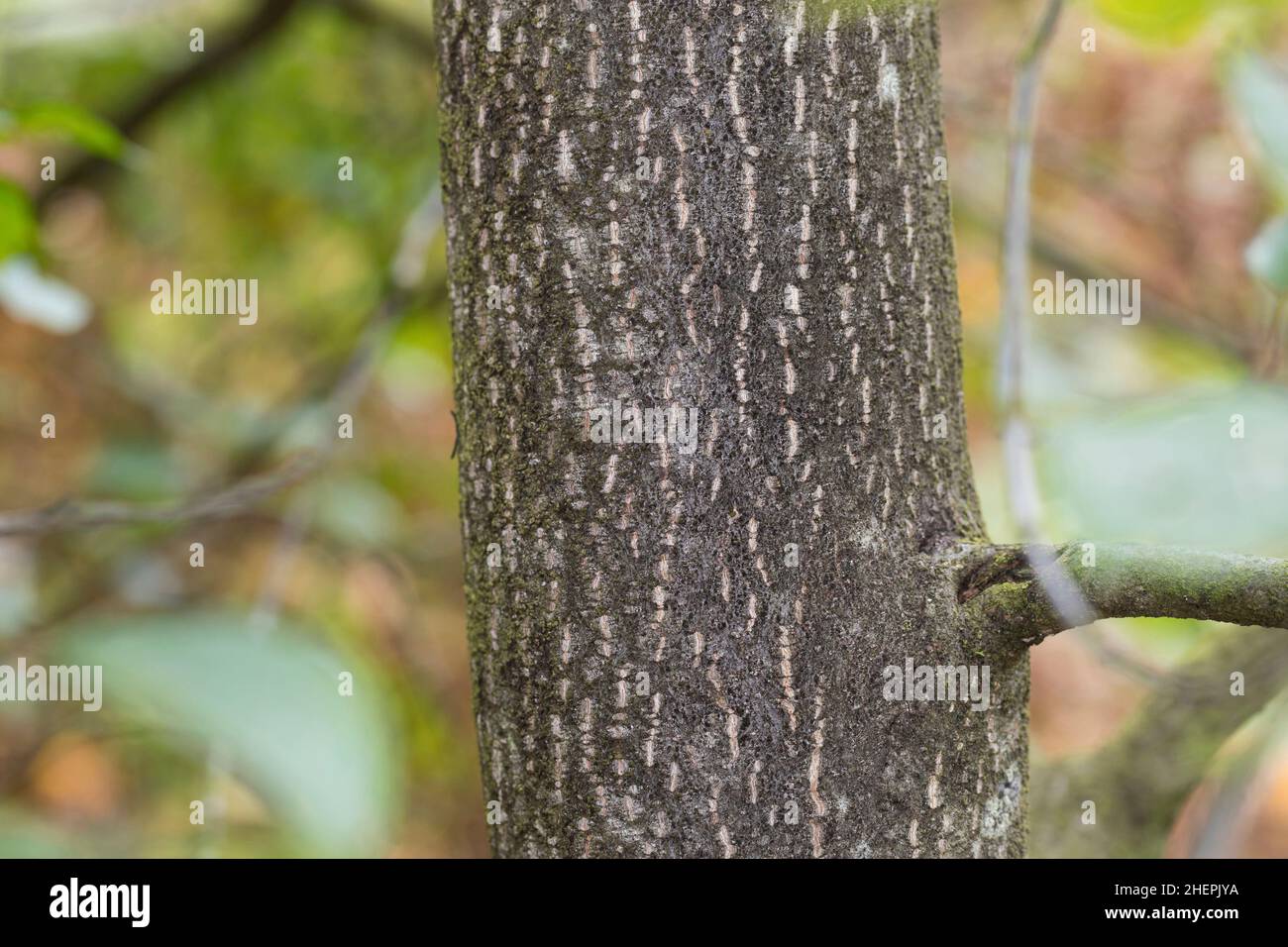 Espino cerval, aliso satinado (Frangula alnus, espino cerval Rhamnus frangula), corteza, Alemania Foto de stock