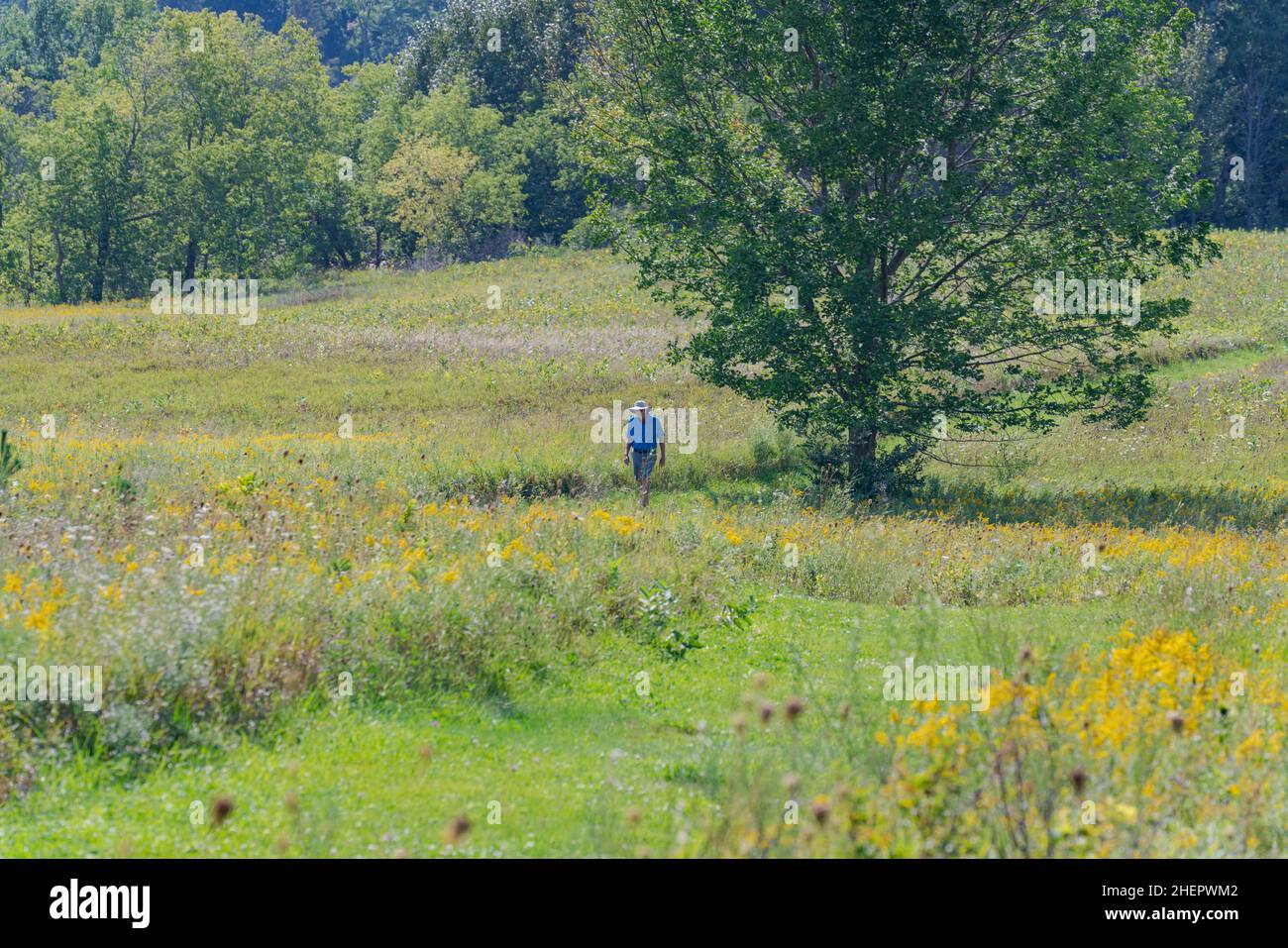 Un individuo de mediana edad puede hacer ejercicio al aire libre de calidad caminando por los senderos en una reserva natural de Door County Wisconsin en un cálido día de otoño. Foto de stock