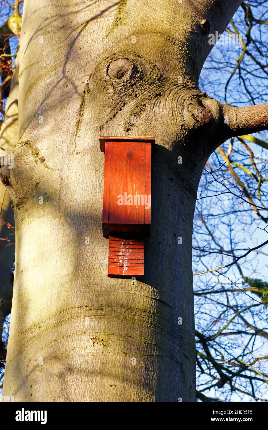Una caja de murciélagos situada en una posición elevada en un árbol de haya junto al río Wensum en el campo de Drayton, Norfolk, Inglaterra, Reino Unido. Foto de stock