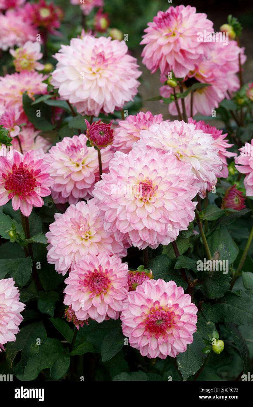 Dahlia 'sinceridad' flores. Foto de stock