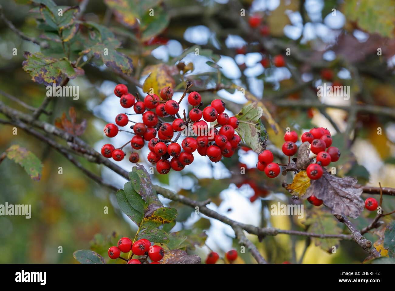Sorbus hybrida 'gibbsii' bayas en otoño Foto de stock