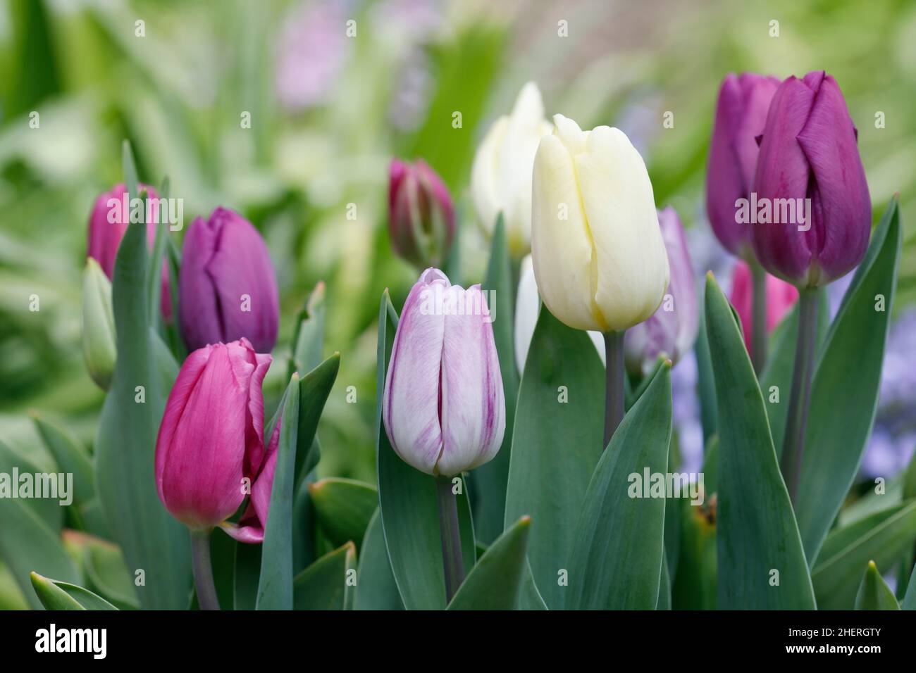 Colección de banderas de Tulipa - Abril Foto de stock