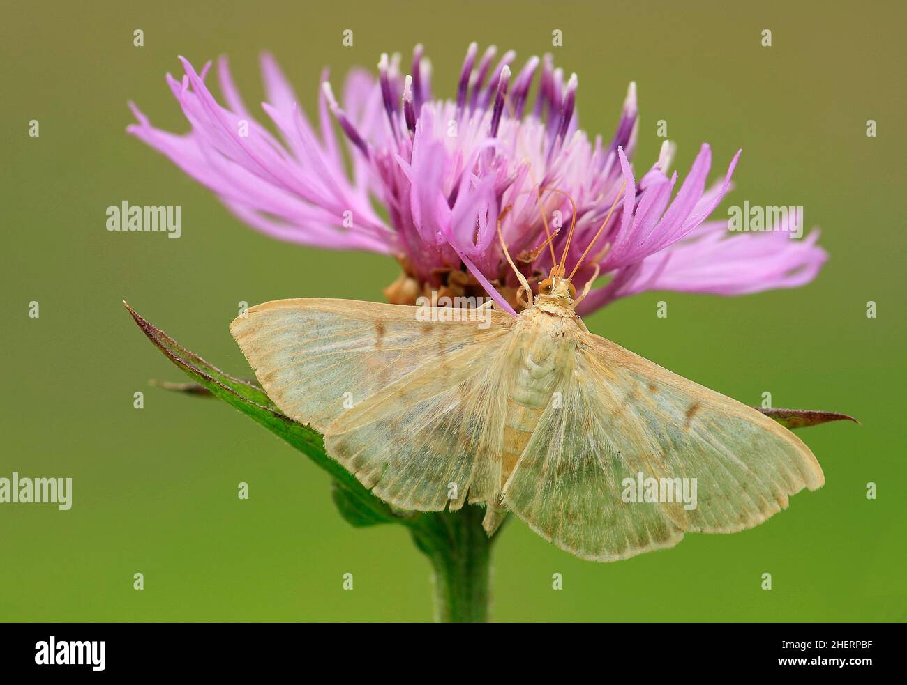 Planta madre de perla fotografías e imágenes de alta resolución Alamy