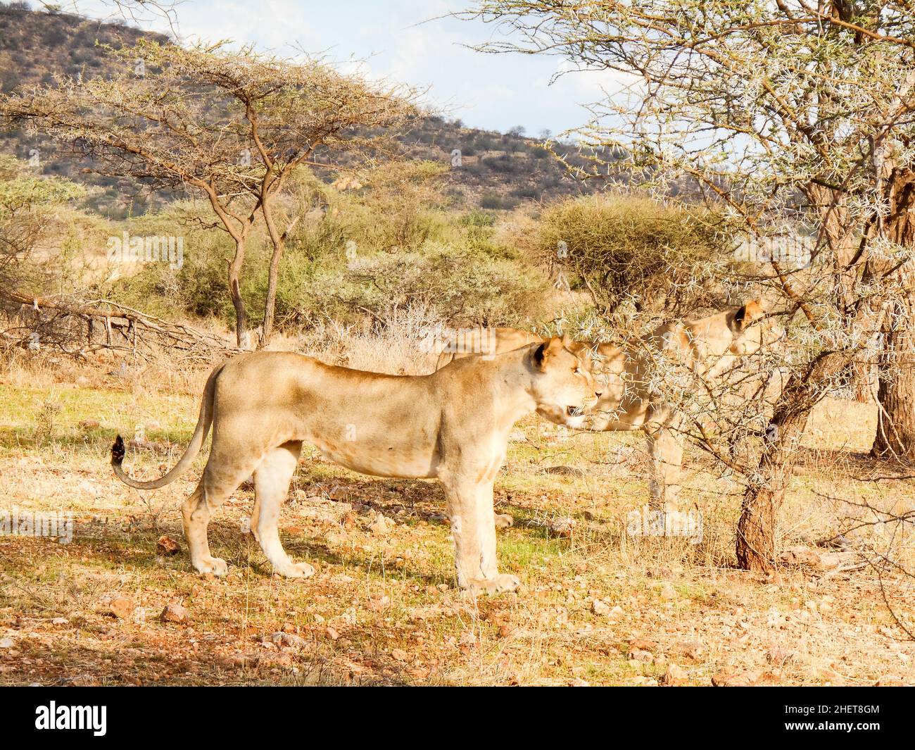 Lions regal predator african savanna fotografías e imágenes de alta  resolución - Alamy