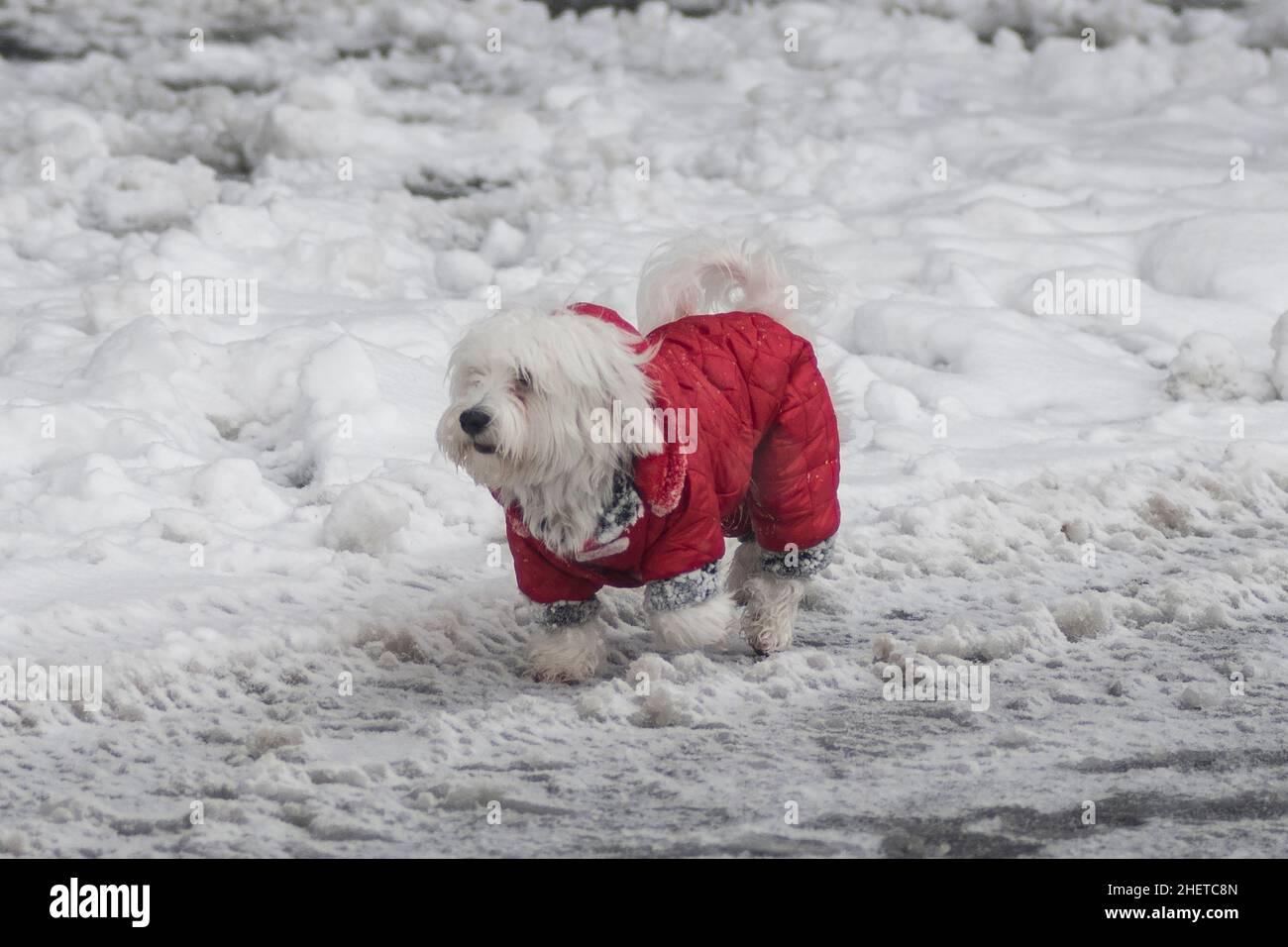 Invierno en Serbia: Perro maltés con un abrigo rojo caminando en la nieve. Parque Sain Sava, Belgrado Foto de stock