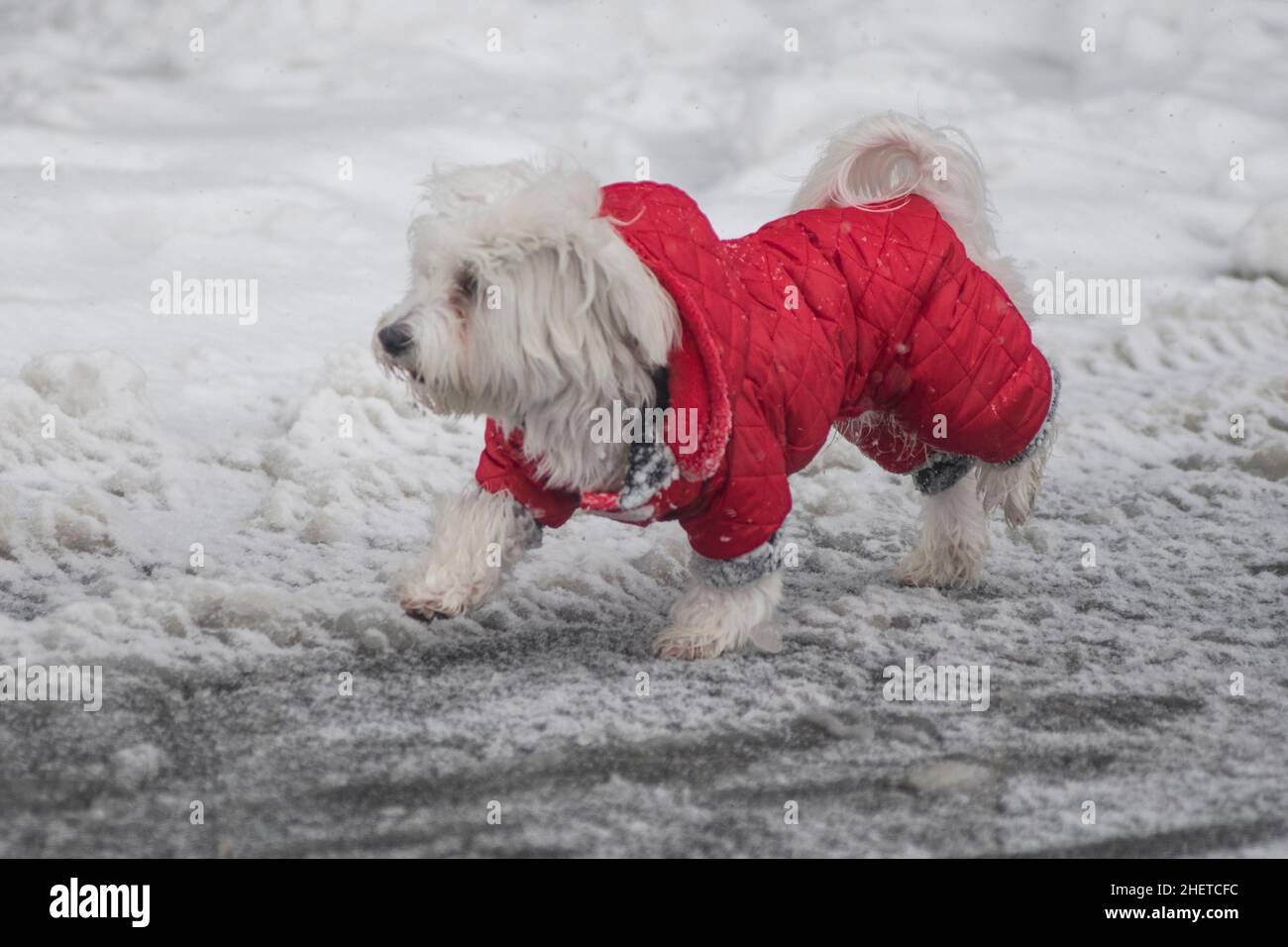 Invierno en Serbia: Perro maltés con un abrigo rojo caminando en la nieve. Parque Sain Sava, Belgrado Foto de stock