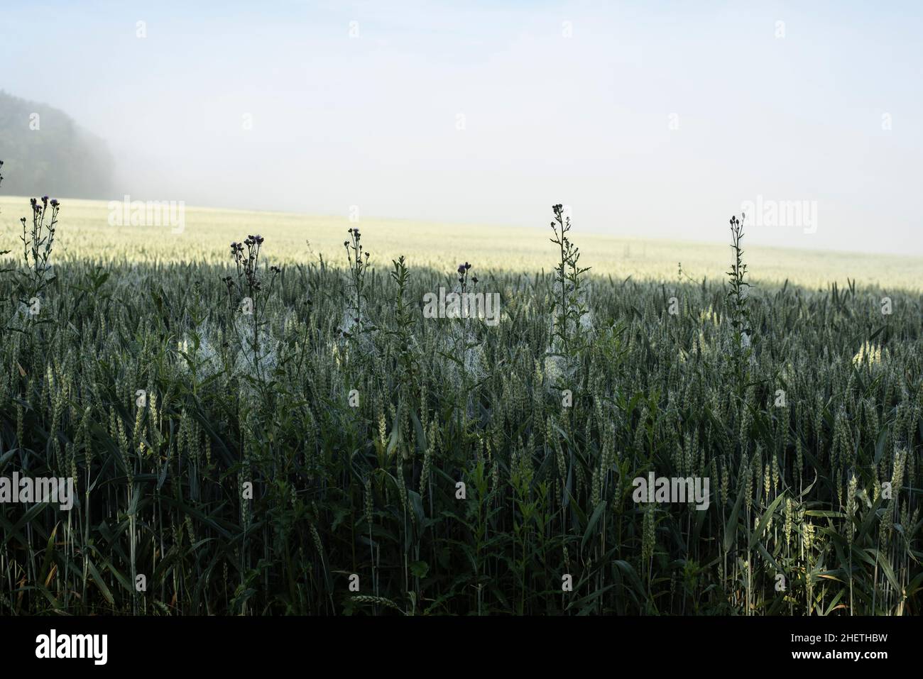 el borde de un campo de trigo con cardos de lanza cubiertos de telarañas Foto de stock