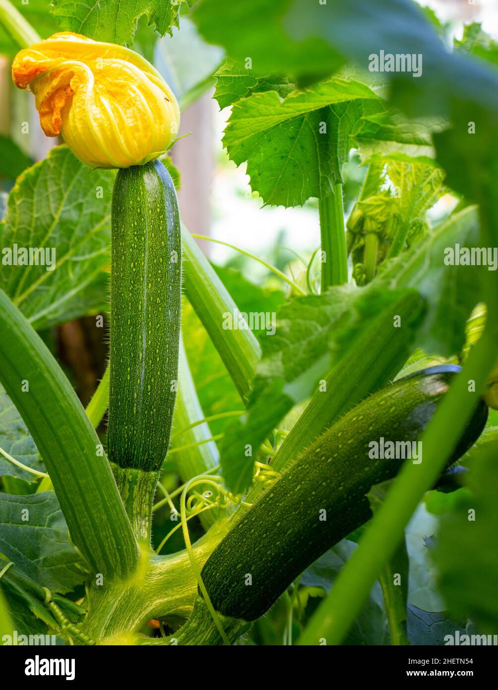 Calabacines, o calabacines cultivados orgánicamente, flores y frutas prolíficamente, proporcionando un suministro constante de verduras de verano. Un jardín en Nueva Zelanda Foto de stock
