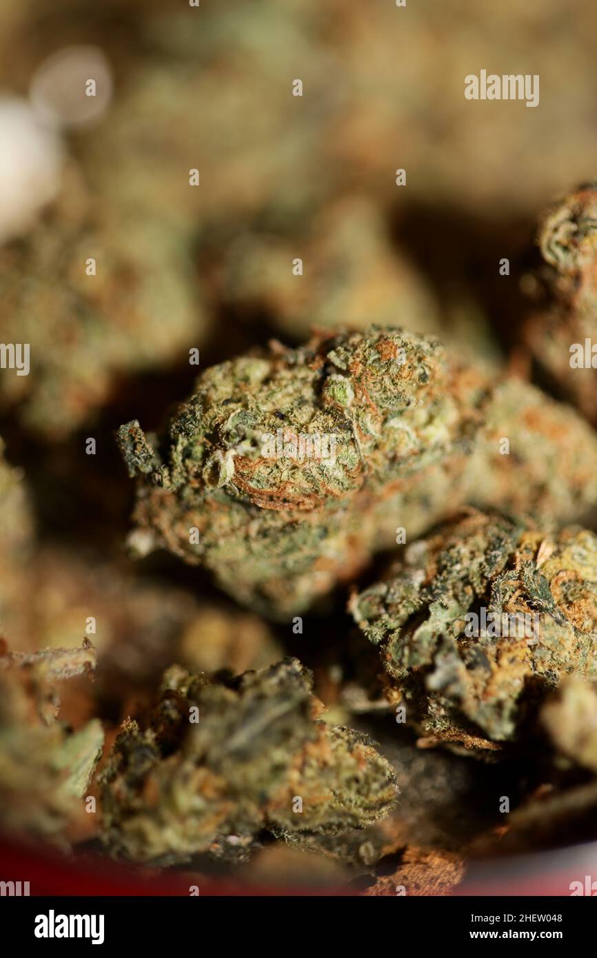 Cannabis sativa marihuana brotes super limón haze familia cannabaceae