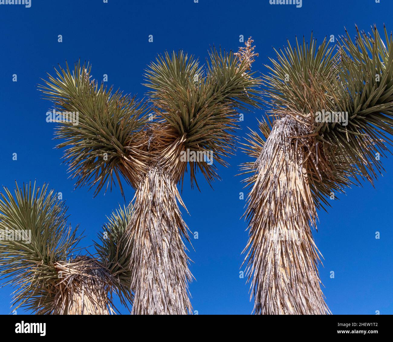 Condado de San Bernardino, CA, EE.UU. - 5 de enero de 2022: Primer plano de un árbol de Josué (Yucca brevifolia). Foto de stock