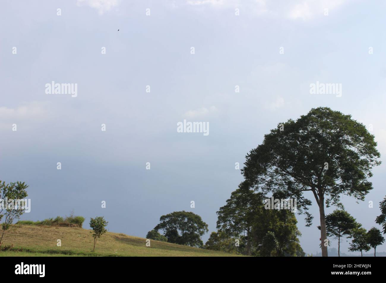 Paisaje veraniego de Green Meadows con árboles grandes a mediodía, Green Fresh Large Prairie Foto de stock