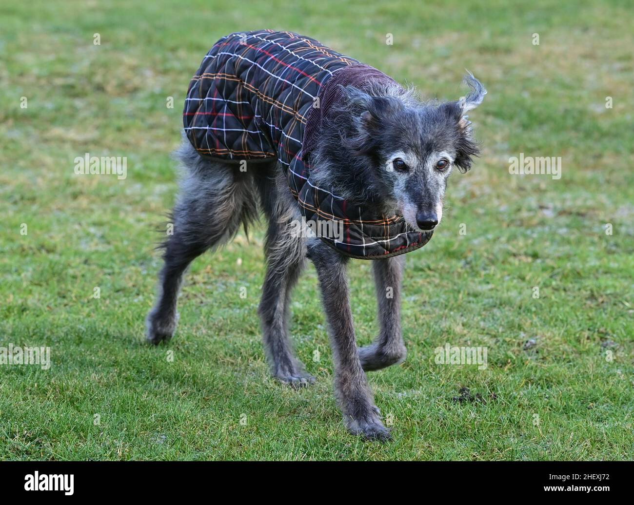 Seelow, Alemania. 07th de Ene de 2022. ILUSTRACIÓN - Un galgos lleva un  abrigo. La Liga Alemana de Bienestar Animal advierte contra el sobrevestir  a los animales y vestirlos como seres humanos.