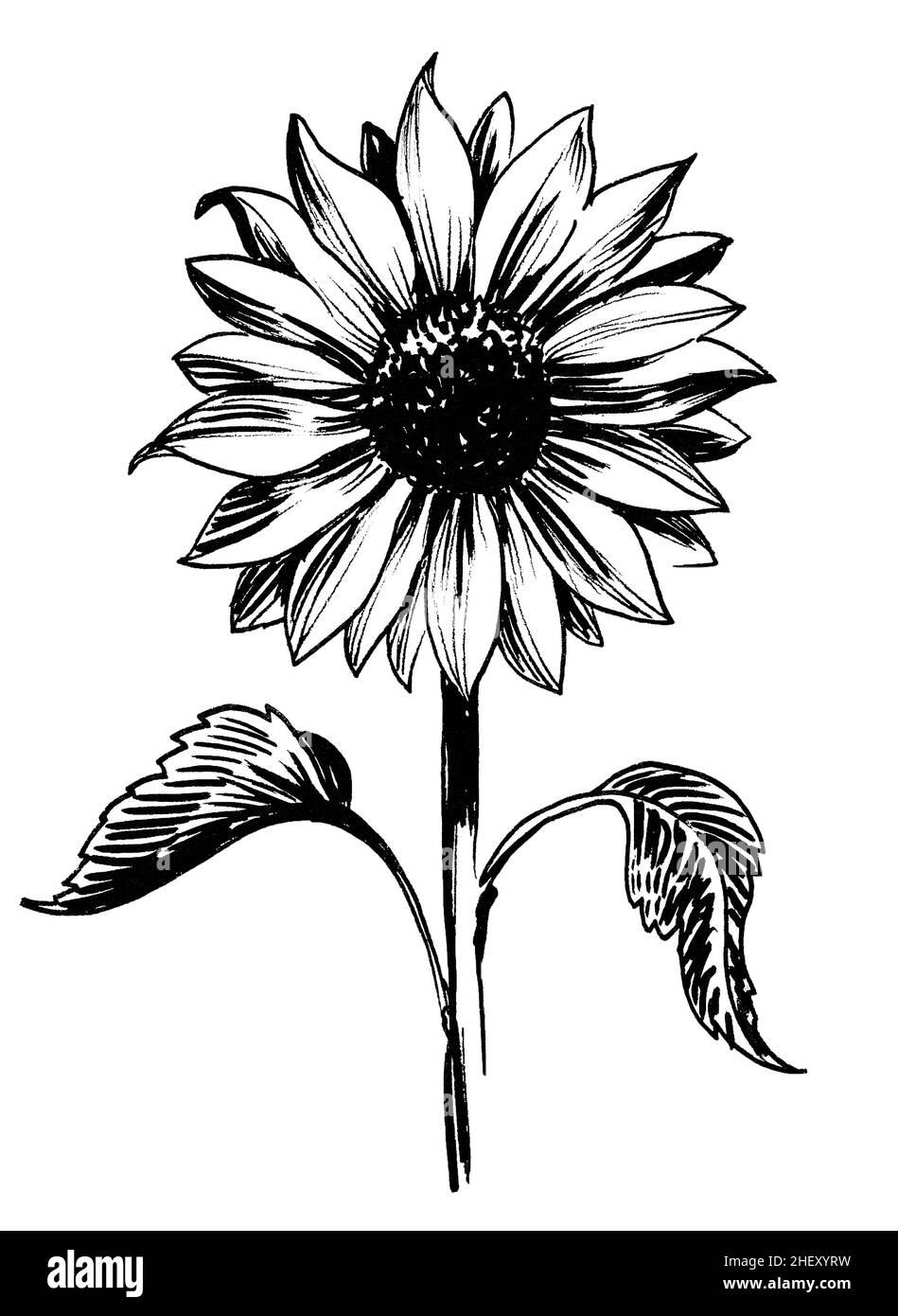 Girasol en flor. Dibujo en blanco y negro con tinta Fotografía de stock -  Alamy