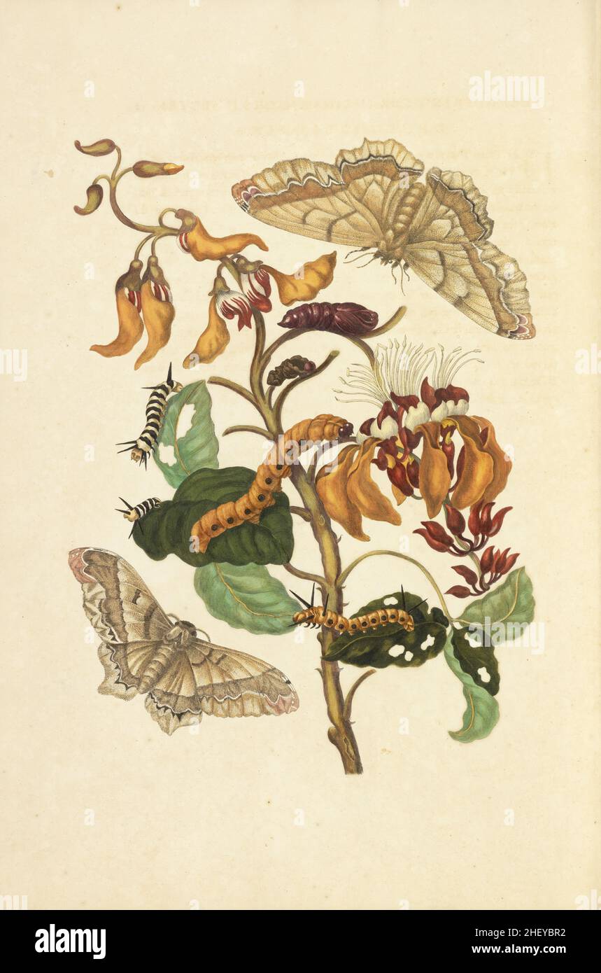 Rama de un pantano inmortal con polilla saturniida y larvas de una especie desconocida , Maria Sibylla Merian, 1647-1717 Foto de stock