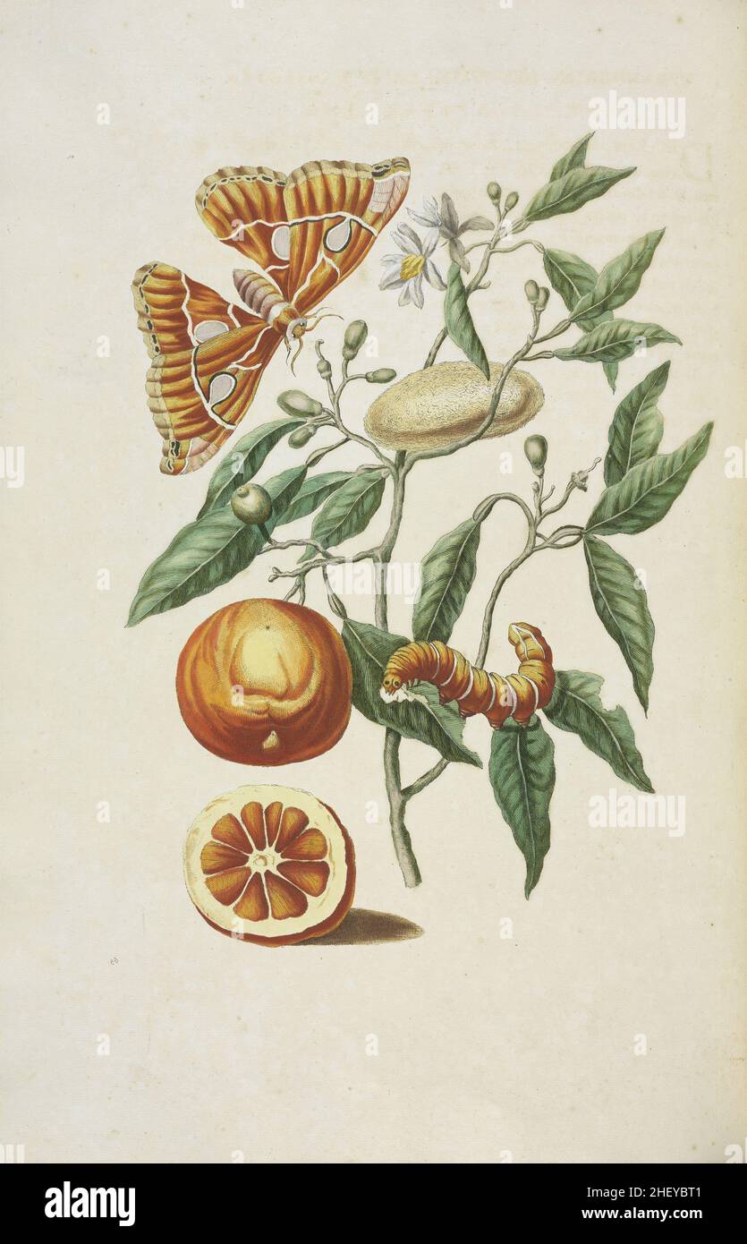 Rama del naranjo dulce (Citrus sinensis) con metamorfosis de la polilla Rothschildia hesperus , Maria Sibylla Merian, 1647-1717 Foto de stock