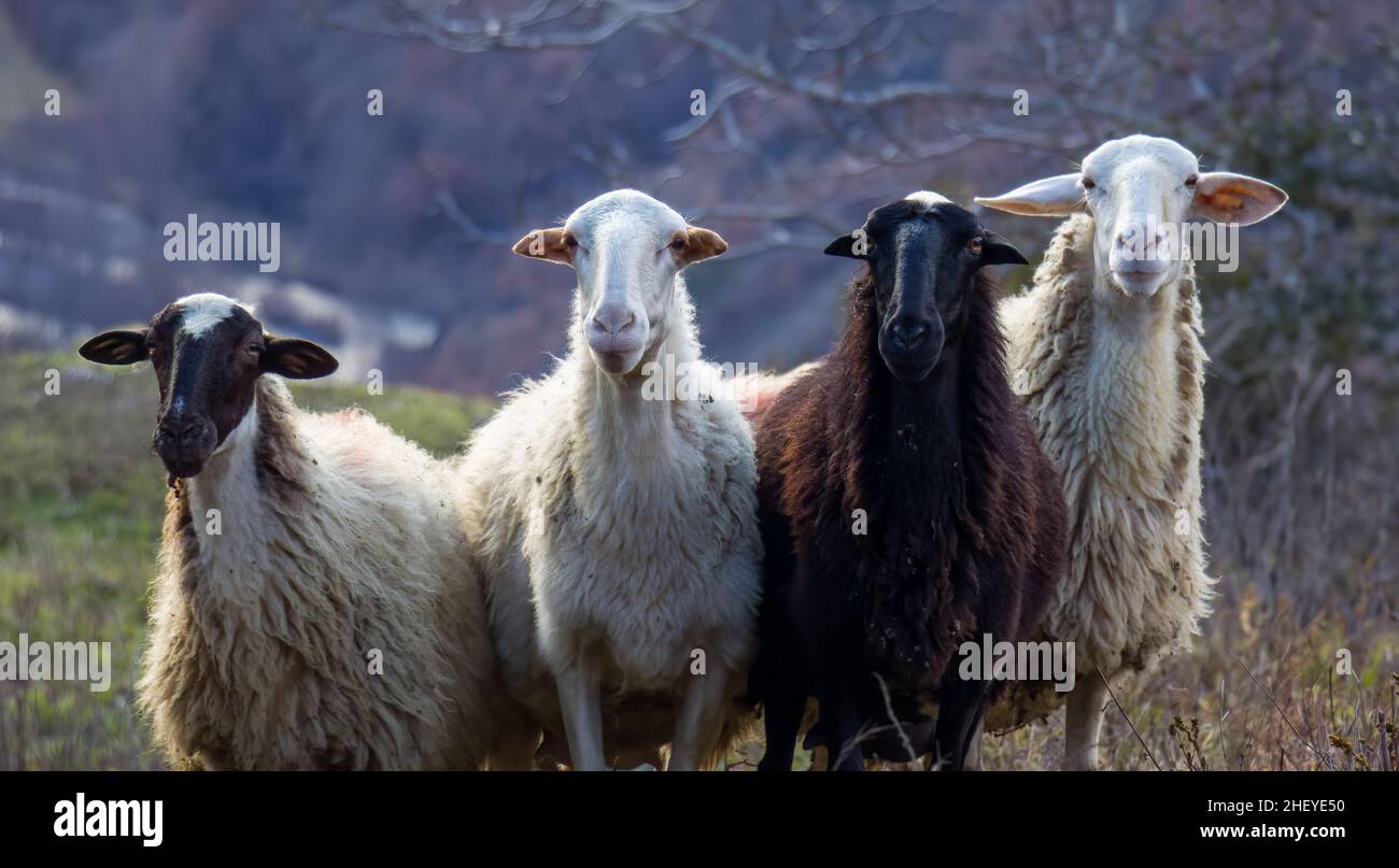 Rebaño de ovejas blancas y un animal de color negro mirando a la cámara, día de invierno en el pasto. Granja de cordero y oveja. Foto de stock