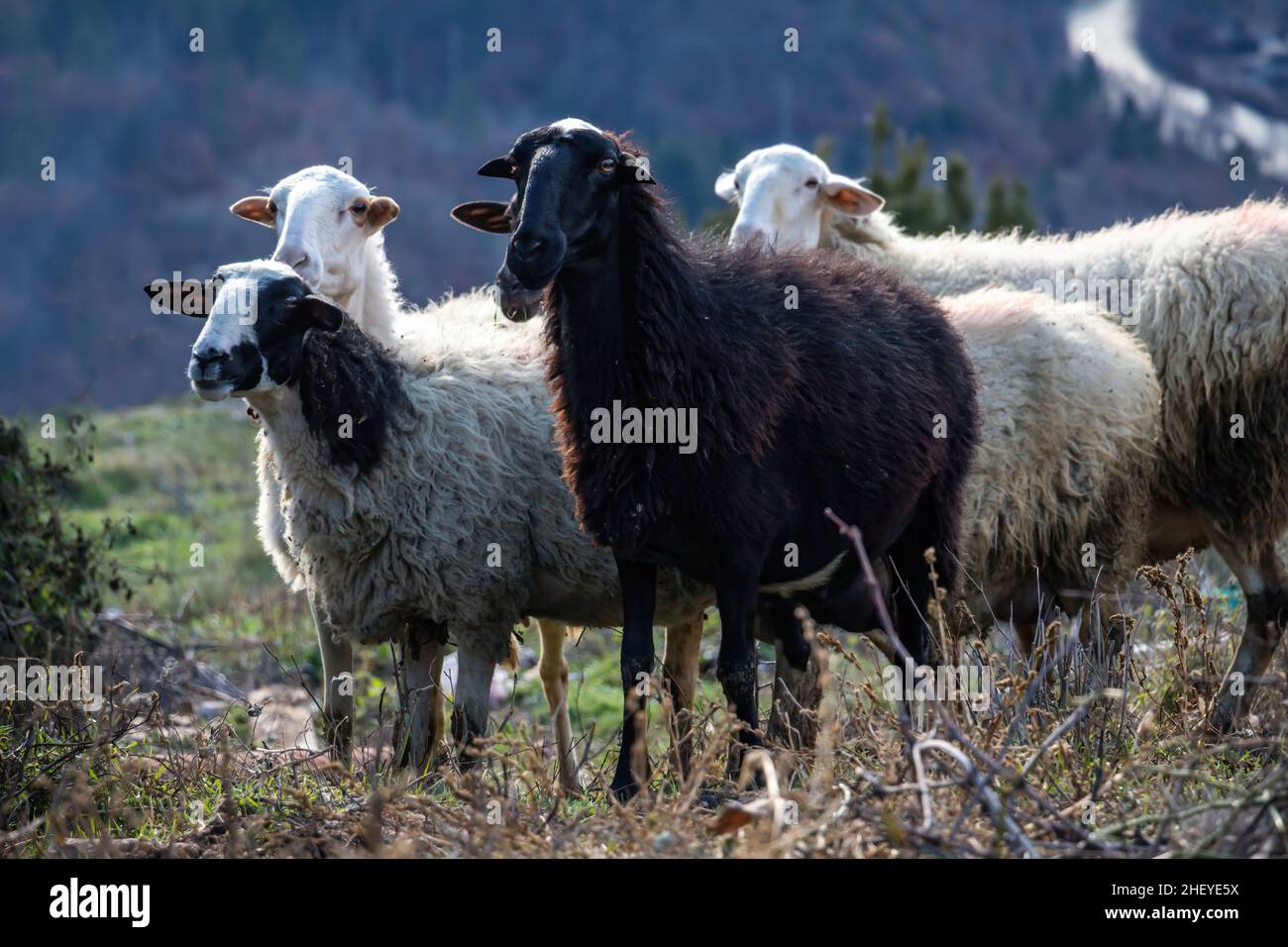 Granja de ovejas. Rebaño de cordero y oveja blanca y un animal de color negro mirando la cámara, día de invierno en el pasto Foto de stock