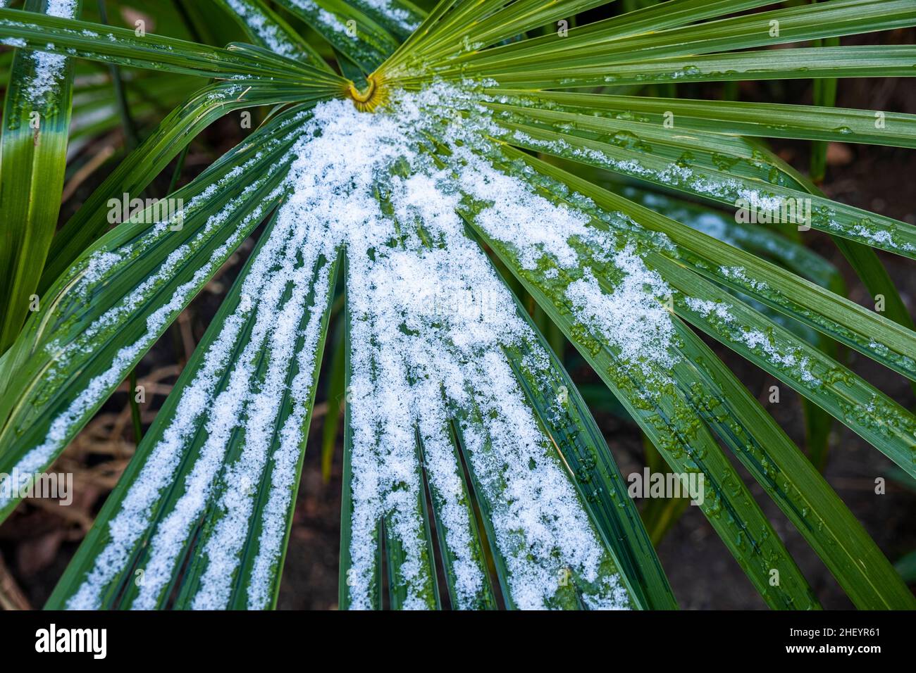 Palmeras en la nieve - EPC