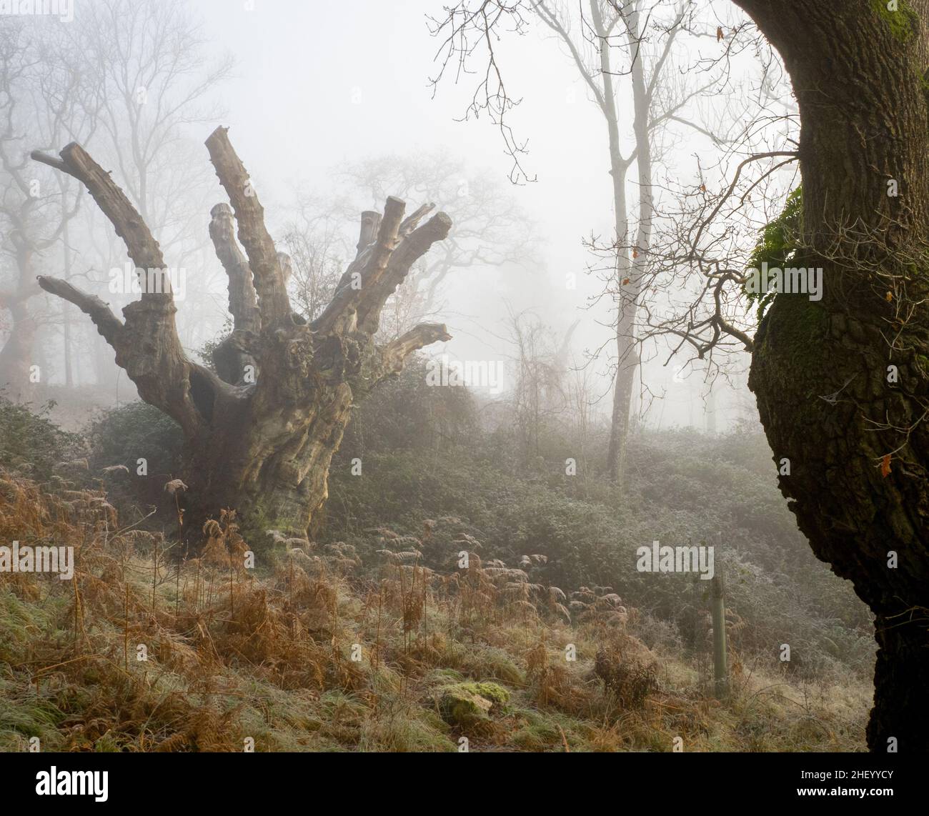 Roble muerto truncado en la niebla de la mañana en el parque Ashton Court Somerset Reino Unido Foto de stock
