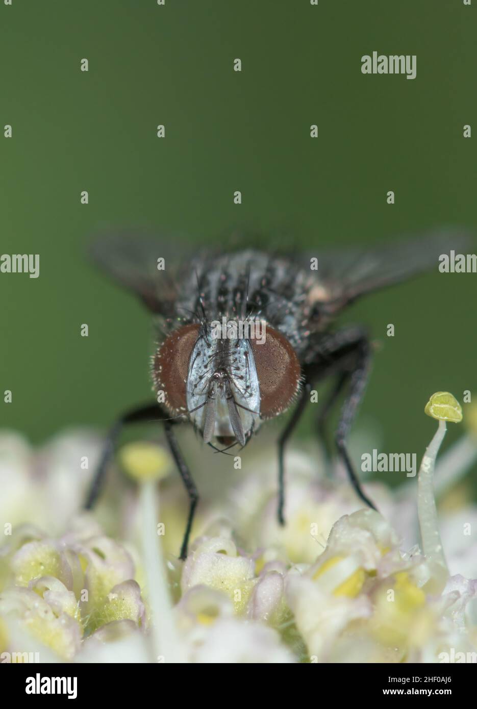 Mosca tacquinida (Phryxe cf vulgaris) Parasito de la Moth, Tachinidae. Sussex, Reino Unido Foto de stock