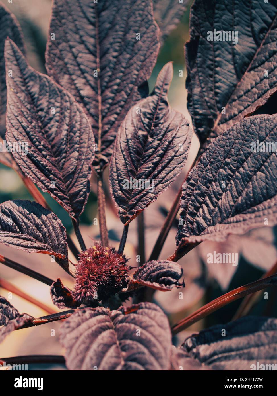 Flor de amaranto y hojas, primer plano. Amaranto Cualquier planta del  género Amaranthus, típicamente con pequeñas flores teñidas de color verde,  rojo o púrpura Fotografía de stock - Alamy