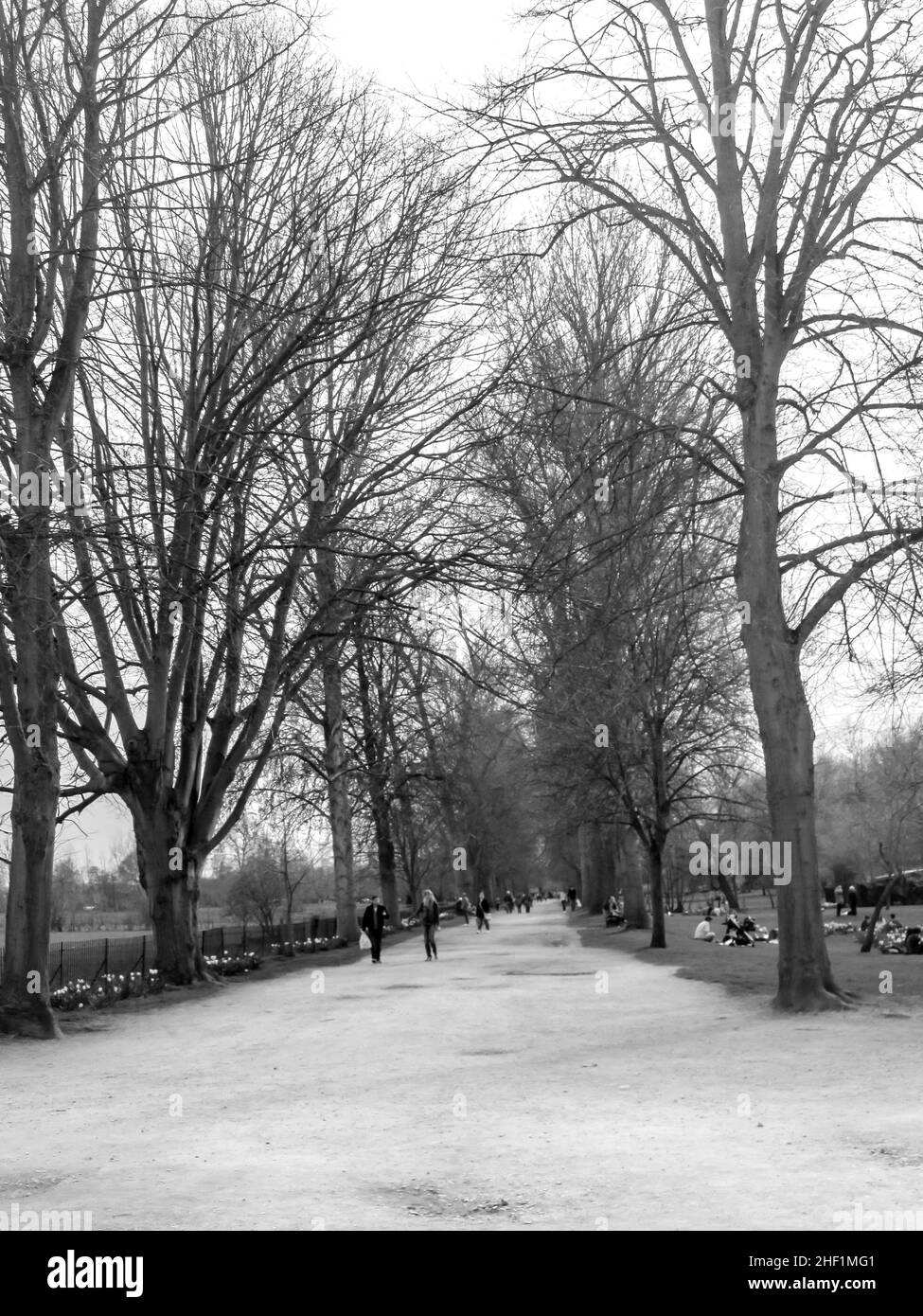 Vea el paseo marítimo bordeado de árboles, en la pradera de la iglesia de Cristo, Oxford, Inglaterra en blanco y negro Foto de stock