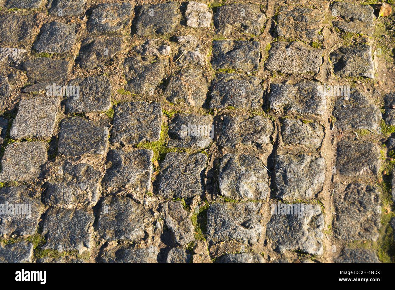 Primer plano de piedras de pavimentación desgastadas cubiertas de musgo Foto de stock