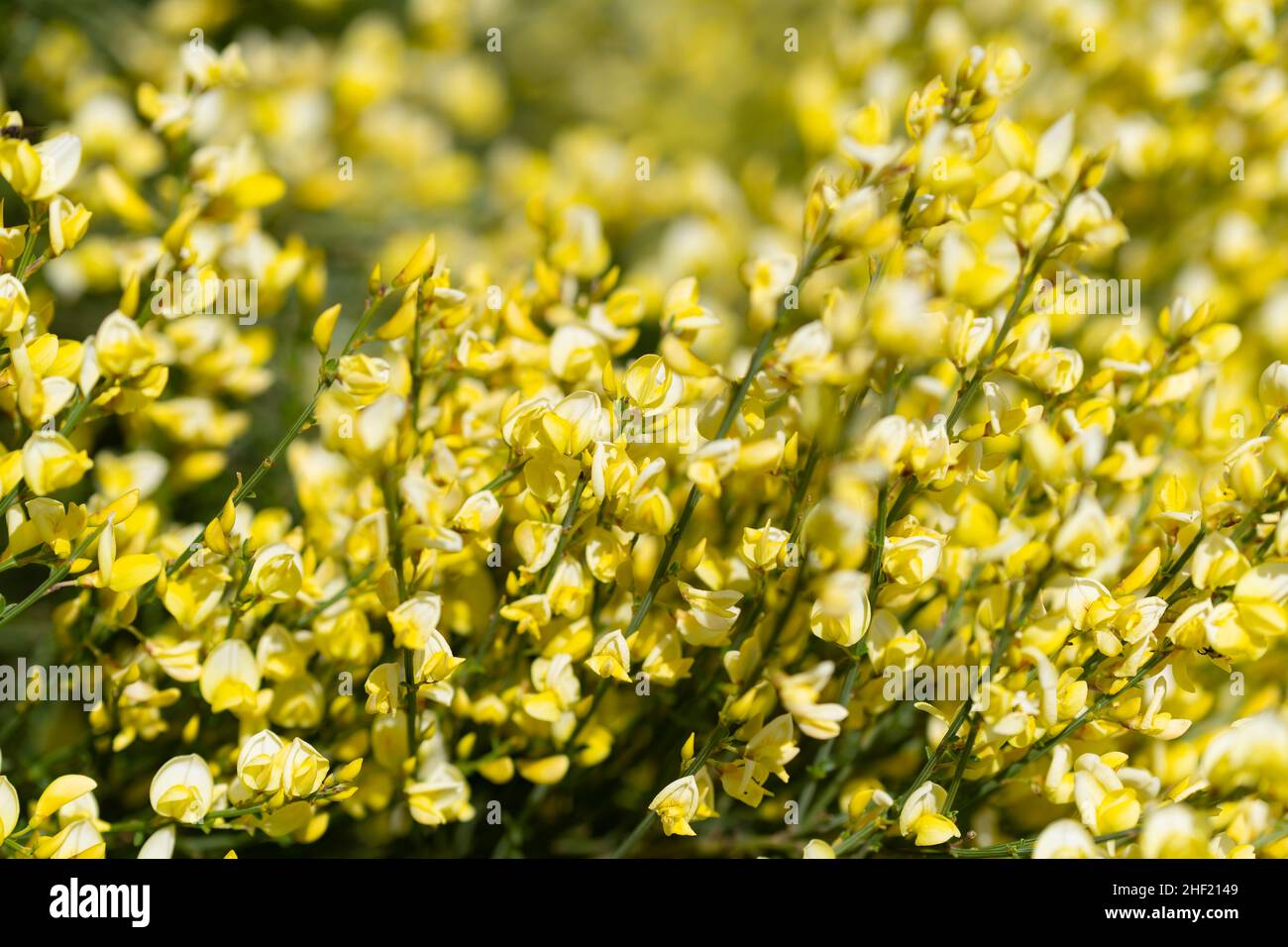 Broom, Cytisus scoparius floración en primavera Foto de stock