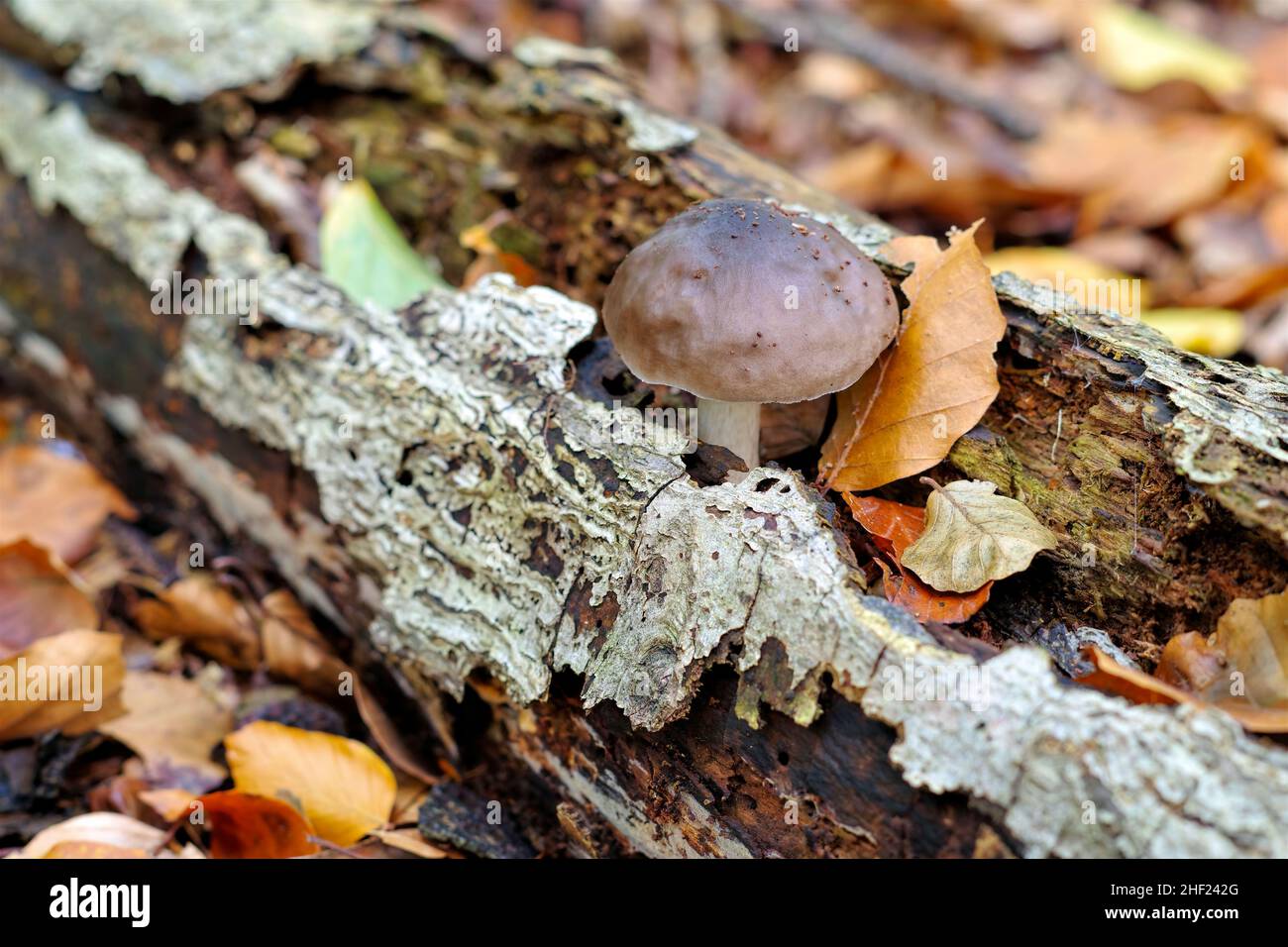 Escudo de ciervos Pluteus cervinus hongo en un viejo tronco de árboles podridos en el bosque de otoño Foto de stock