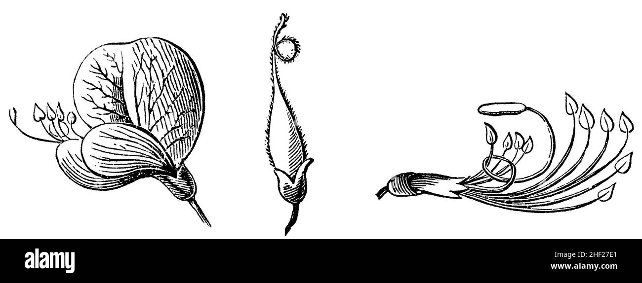 , Sarothamnus vulgaris, Spartium scoparium, anónimo (libro de biología, 1878), Besenginster , Foto de stock