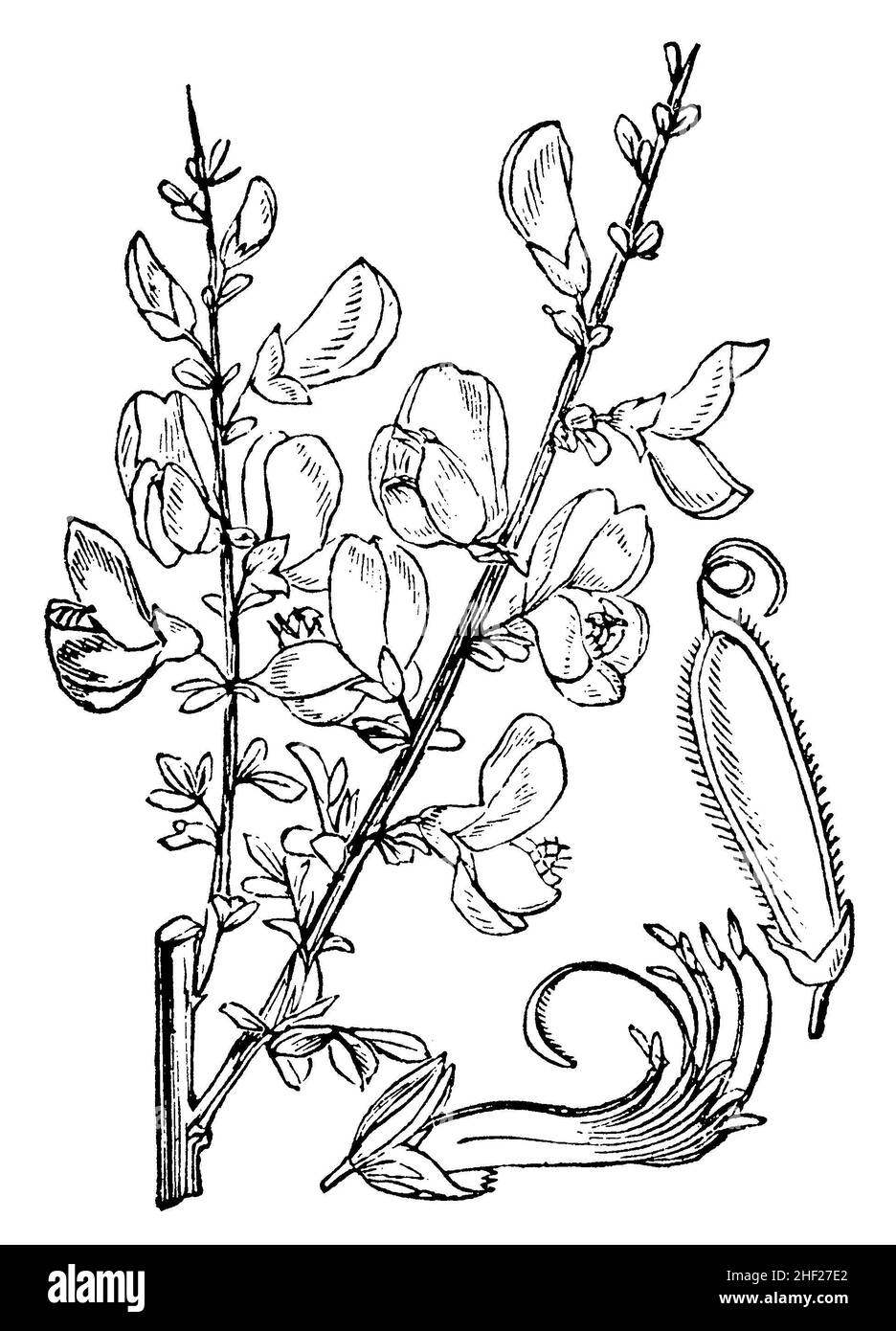 Escoba, Cytisus scopararius, anónimo (libro de botánica, 1880), Besenginster , Genêt à balais Foto de stock