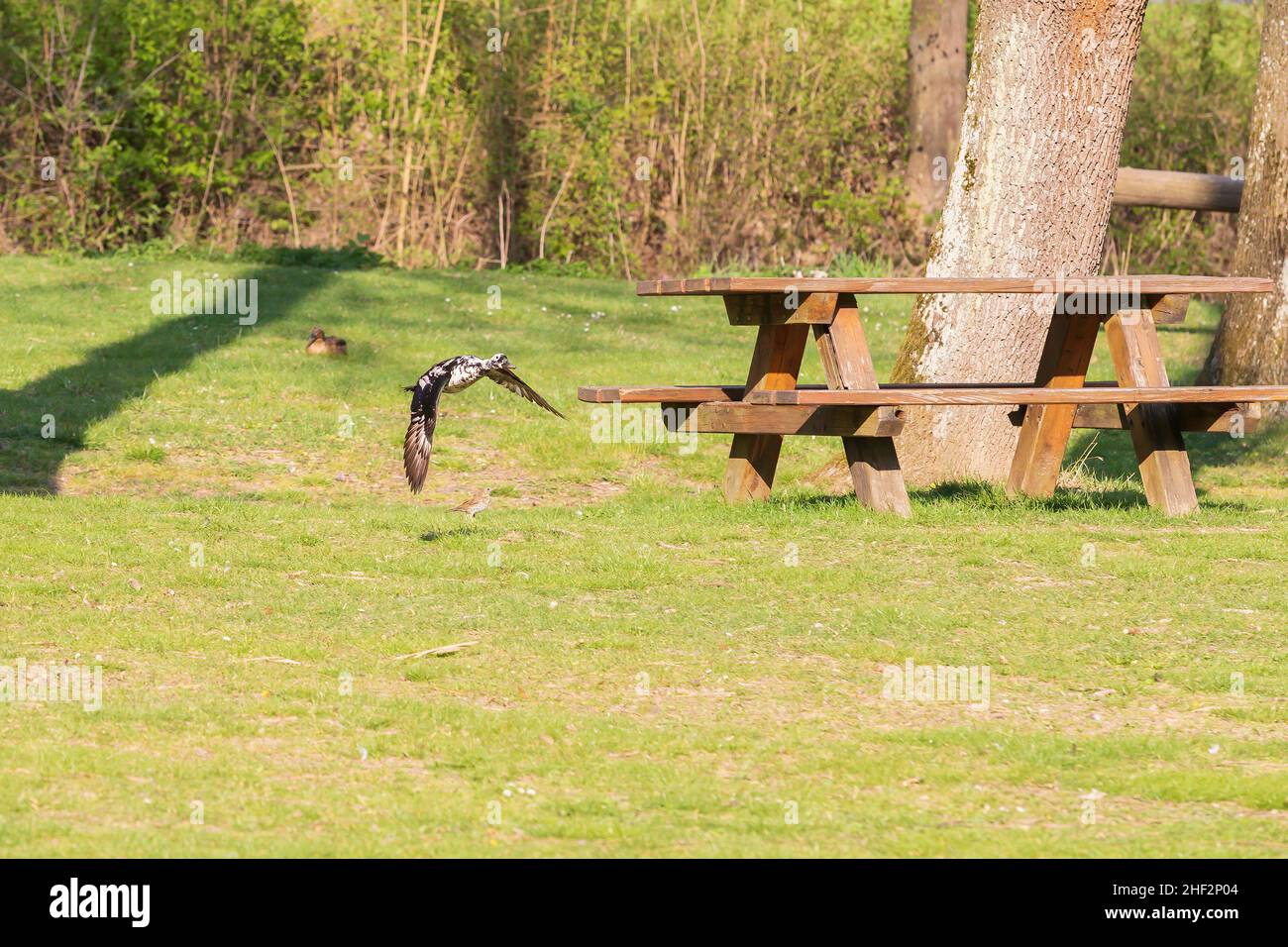 Un pato salvaje vuela sobre un prado en buen tiempo. Foto de stock