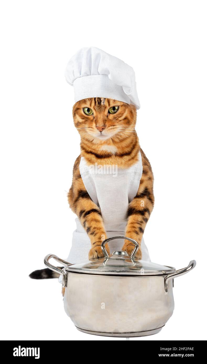 Gato en la cocina Imágenes recortadas de stock - Alamy