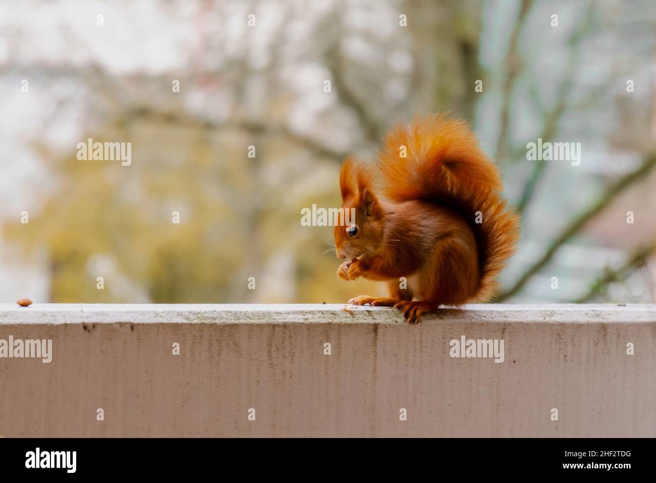 Una ardilla snacking en el balcón en invierno Eichhörnchen Foto de stock