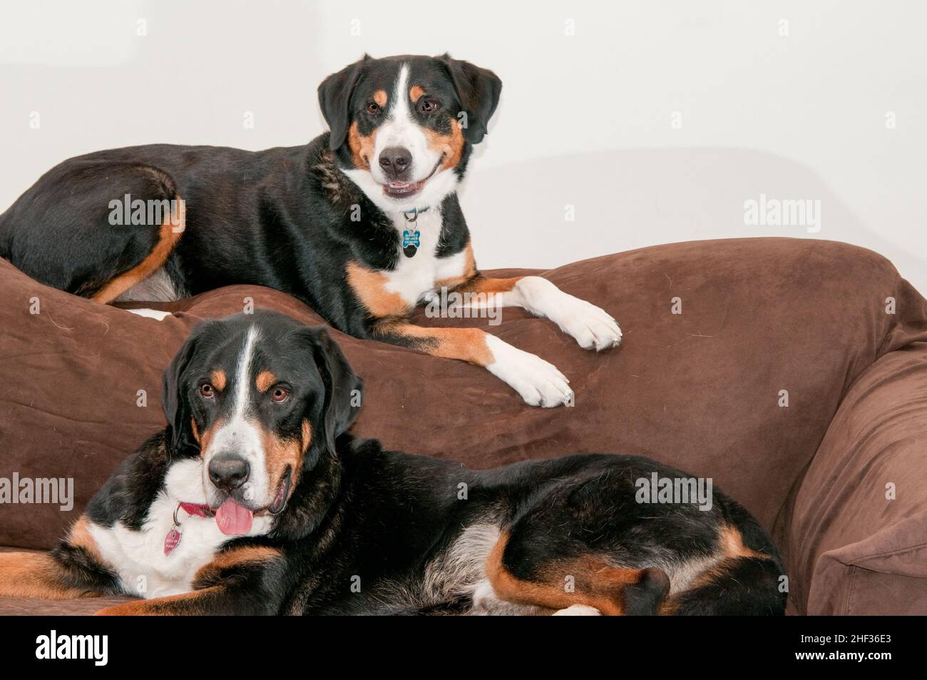 Dos perros suizos de montaña, una mujer y un hombre, se posan en un sofá en St. Louis, Missouri. Foto de stock