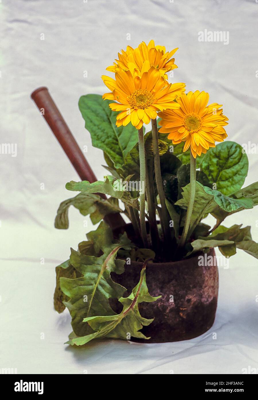 Gerbera jamesonii con flores amarillas creciendo en una olla de hierro fundido viejo. Un grupo que forma siempre verde que florece durante todo el verano. Foto de stock