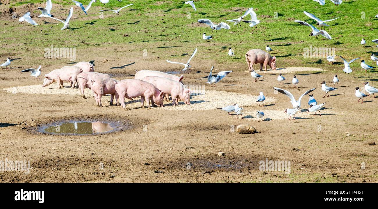 cerdos y palomas en el prado que comparten la comida Foto de stock