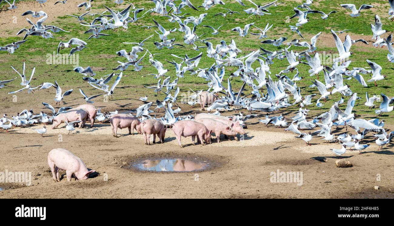 cerdos y palomas en el prado que comparten la comida Foto de stock