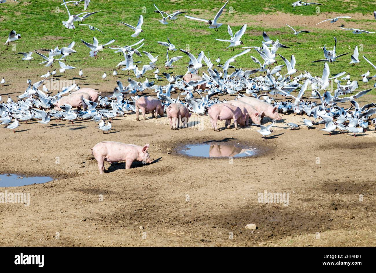 cerdos y palomas en el prado que comparten la comida Foto de stock