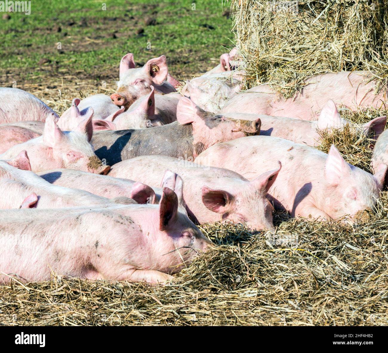 Rebaño de cerdos en una granja biológica de Usedom Foto de stock