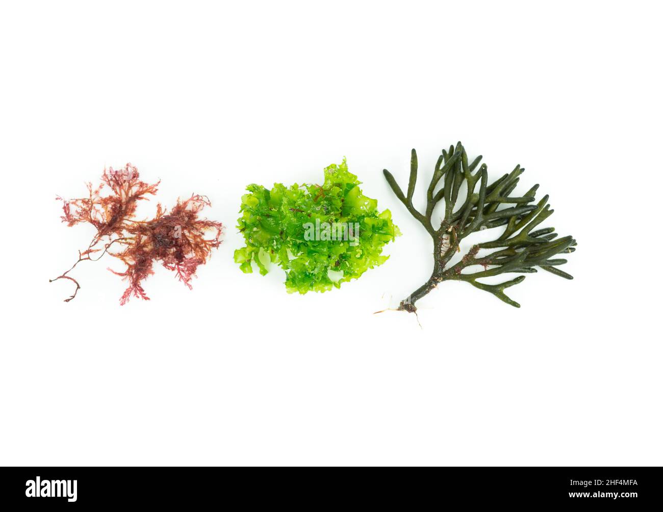 Tres especies diferentes de algas sobre fondo blanco. Codium tomentoso, Gelidium, Ulva lactuca. Vista superior. Foto de stock