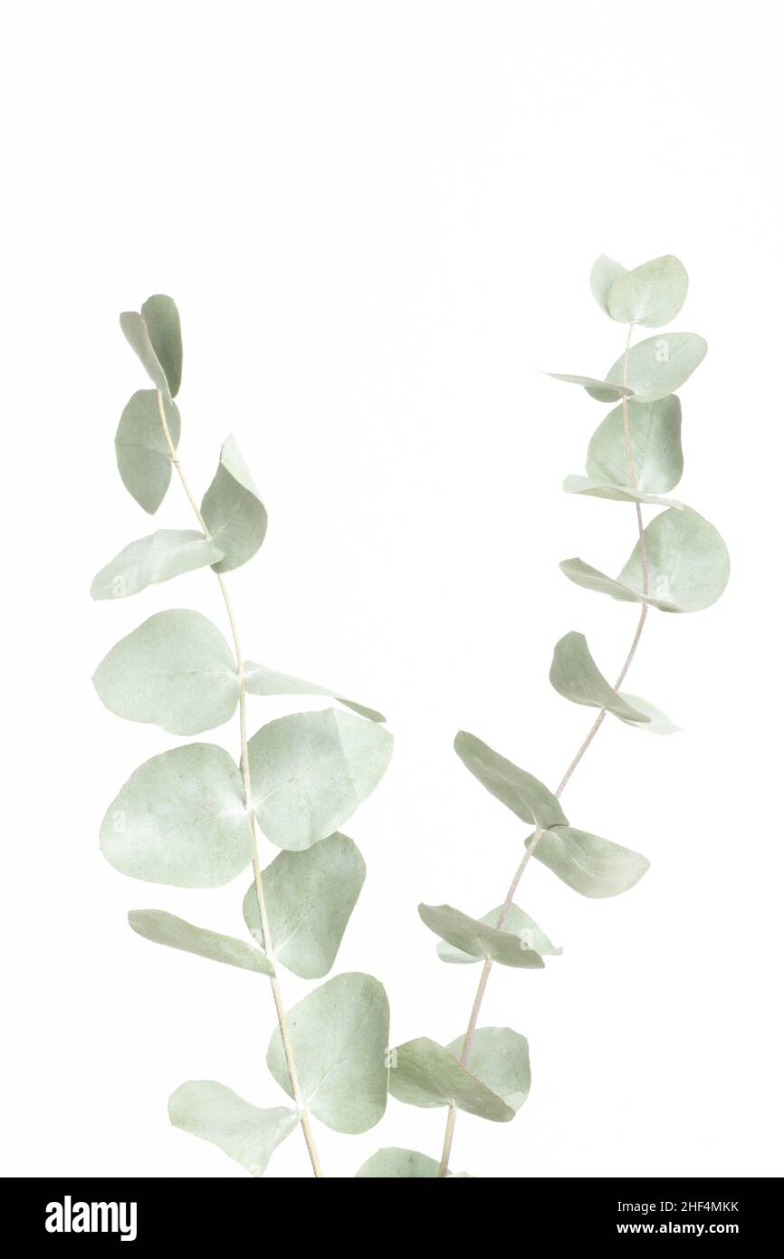 Ramas de eucalipto aisladas sobre fondo blanco con espacio de copia